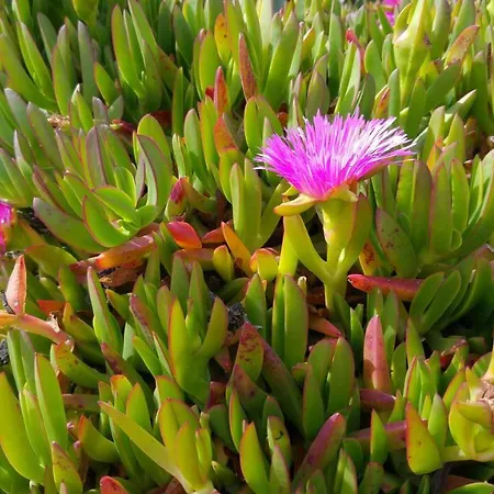 Entrecolinas B&B 알부페이라