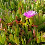 Entrecolinas Oda ve Kahvaltı Albufeira