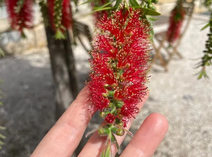 Entrecolinas Frühstückspension Albufeira