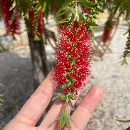 Entrecolinas Couette-café Albufeira